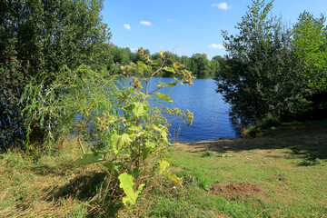 A view of the lake at Leybourne with Burdock in the foreground