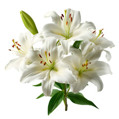 Elegant Bouquet of White Lilies on Black Background High-Resolution Flower Photography