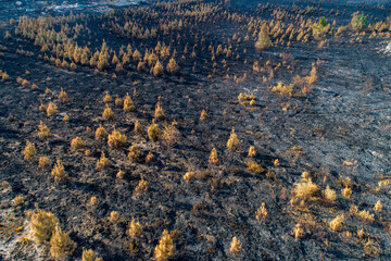 A Post Apocalyptic Landscape with Burnt Vegetation. Concept A vision of a changed world.