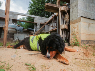 Cute Bearnaise dog on a construction site wearing high visibility vest. Cat hiding close to the dog. Tough boss concept. Security and safety theme. Funny scene with a big animal. Break time