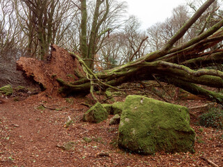 Scene in a forest park after powerful hurricane with trees fallen on the ground. Effect of a strong...