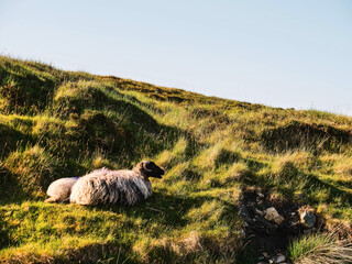 Wool sheep on a road. Cute animal look calm and like they own the place. Warm sunny day with blue...