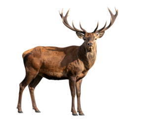 Adult Male Deer with Antlers Standing Isolated on Transparent Background