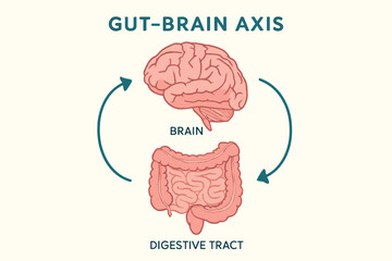 A diagram showing the gut-brain axis, with the brain and digestive tract linked by arrows. The layout is linear, with arrows creating dynamic movement