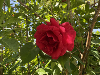 Roses Rosids Flower Love Red Yellow White Thorns Plant Shrub Spines Wild Roses Cultivated Roses Blossoms Bouquet Gift Valentine's Day Wedding Anniversary Meadow Gardener Water Spines Ornamental Plant 