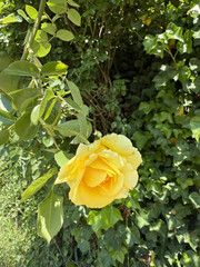 Roses Rosids Flower Love Red Yellow White Thorns Plant Shrub Spines Wild Roses Cultivated Roses Blossoms Bouquet Gift Valentine's Day Wedding Anniversary Meadow Gardener Water Spines Ornamental Plant 