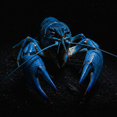 Blue Crawfish Animals