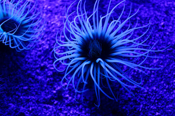 Cylinder anemone (Cerianthus membranaceus), also known as the coloured tube anemone. © kovalenkovpetr