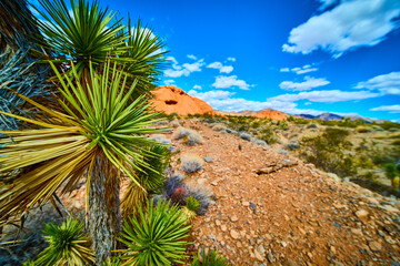 Joshua Tree and Red Rocks in Desert Landscape Under Blue Sky