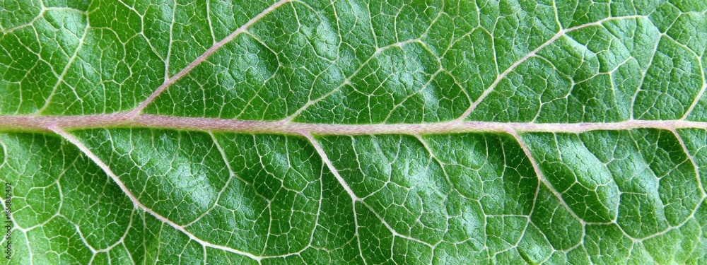 Poster close-up view of intricate leaf texture showcasing vibrant green color and detailed vein patterns in