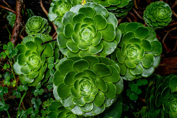 Amor por el entorno © Jasbleidy