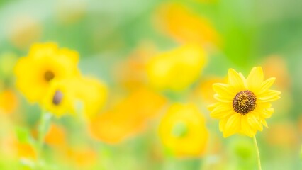 Fototapeta premium 夏から秋の公園や花壇を彩るヒマワリ（ミニヒマワリ）のある風景。自然風景素材。日差しでやわらかくボケた景色。ぼんやりした花畑のイメージ。