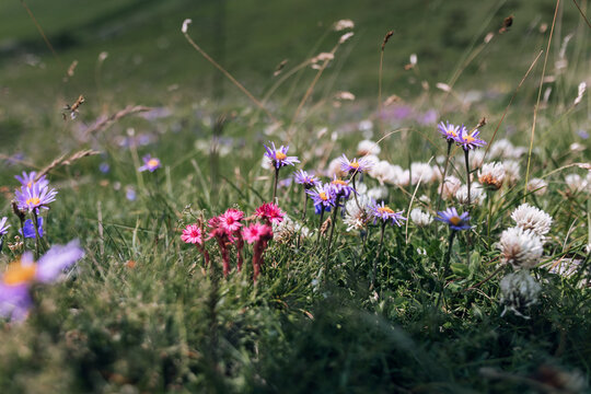 Alpenfr&uuml;hling: Vielf&auml;ltige Wildblumen in den Bergen unter Sonnenlicht