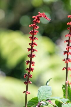 Close up of sabra spike sage (salvia confertiflora) in bloom