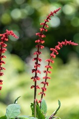 Close up of sabra spike sage (salvia confertiflora) in bloom