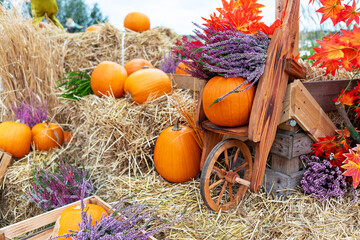 Rustic Autumn Still Life with Pumpkins, Flowers, and Hay in a Cozy Setting