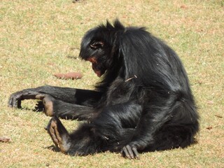 Chimpanzé são primatas que possuem braços longos, pelagem preta com habitat em florestas...