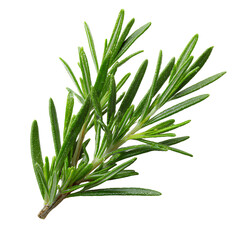 Fototapeta premium Close-up of a vibrant green rosemary sprig its needle-like leaves creating a fresh and aromatic texture against a stark black background