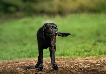 2024-04-12 A BLACK LABRADOR PUPPY STANDING IN A FIELD WITH BRIGHT EYES AND A NICE COAT WITH A BLURRED BACKGROUND AT THE OFF LEASH DOG AREA AT MARYMOOR PARK IN REDMOND WASHINGTON