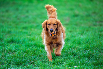2024-04-06 A GOLDEN RETRIEVER RUNNING STRAIGHT TOWARDS THE CAMERA WITH BRIGHT EYES EARS AND TAIL UP AND A BALL IN HIS MOUTH AT THE OFF LEASH DOG AREA AT MARYMOOR PARK IN REDMOND WASHINGTON