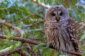 Barred Owl face forward perched in tree