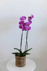 flor desabrochada orquídea rosa 
