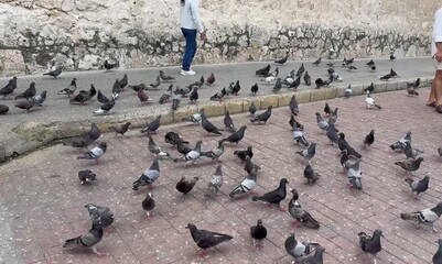 Cartagena, Columbia - May 26, 2025: Large group of pigeons on a cobblestone street
