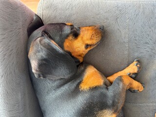 cachorro fofo duchshund em sofá 