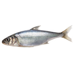 Fototapeta premium A shimmering silver fish with a sleek body prominent eye and delicate fins against a solid dark background ideal for culinary use
