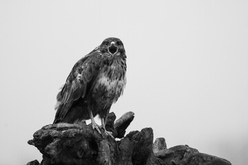 birds