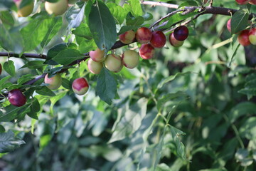 Branch of red cherry plum with ripe fruits