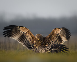 birds