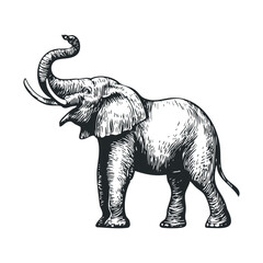 Obraz premium Joyful elephant sketch in a natural pose for designs
