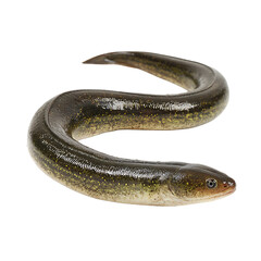 Obraz premium A winding eel showcasing its sleek elongated body and distinctive coloration against a stark dark backdrop Perfect for nature-focused content