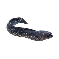 Obraz premium Spotted Moray Eel: A sleek nocturnal predator of the coral reefs This fascinating sea creature slithers elegantly underwater