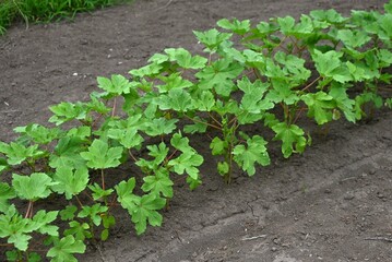 Okra cultivation. An edible fruit of the Malvaceae . Okra is a green and yellow vegetable rich in dietary fiber and vitamins. Seeds are sown in the spring and harvested in the summer.