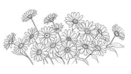 Detailed black and white daisy illustration