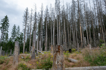 Destroyed forest, broken trees, forest attack by woodlice, howling, Jeseniky, Czech republic