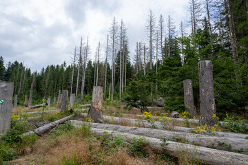 Destroyed forest, broken trees, forest attack by woodlice, howling, Jeseniky, Czech republic