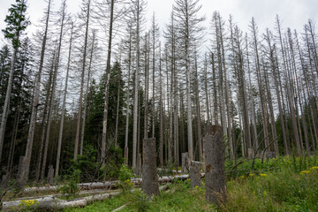 Destroyed forest, broken trees, forest attack by woodlice, howling, Jeseniky, Czech republic