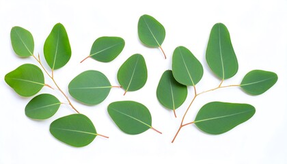 Naklejka premium Eucalyptus leaves arranged on white background