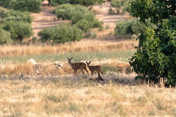 Deer grazing in a serene landscape during a sunny afternoon in a rural area