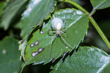 Gewöhnliche Ovalspinne (Enoplognatha ovata)