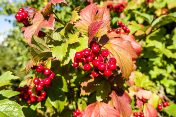 Gewöhnlicher Schneeball (Viburnum opulus) - fruchtend