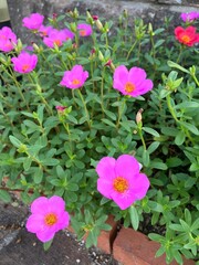 花壇に咲くピンクのポーチュラカ
