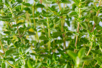 Thyme plant growing in organic herb garden. Green thyme background.Aromatic herbs. Close up