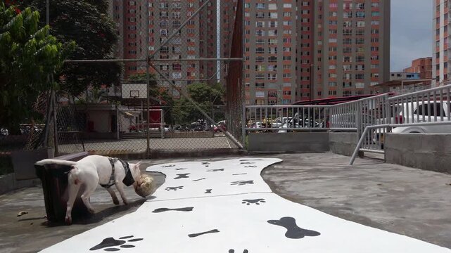 perro saltando para coger el balos 
