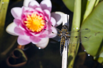 Vierfleck (Libellula quadrimaculata) am Seerosenteich