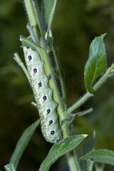 Nachtkerzenschwärmer (Proserpinus proserpina) -  Raupe