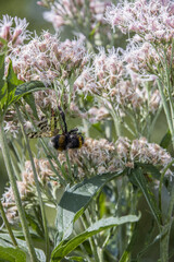 Gemeine Skorpionsfliege (Panorpa communis)